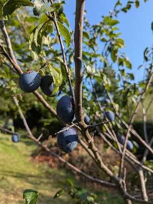 Gros plan de prunes sur un arbre taillé.