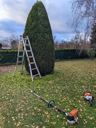 Résineux taillé en dome avec échelle et machines de taille professionnelles Stihl.